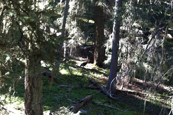 A flock of tom turkeys came through during midmorning. Can you see one of them, right in the center of the photo?